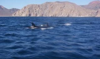 Avitamiento de orcas